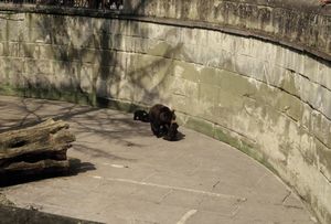 The bears of Bern, Switzerland