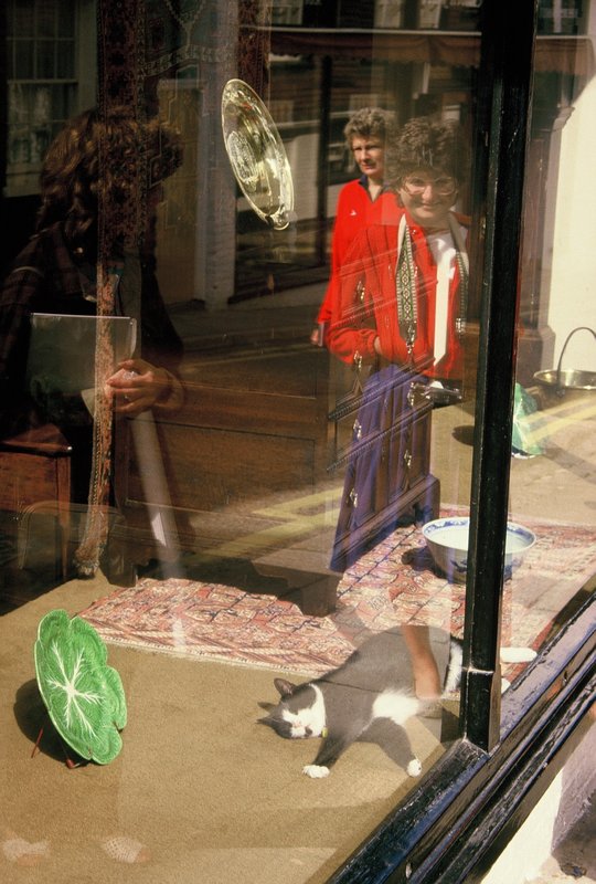 Cat in shop window in Rye
