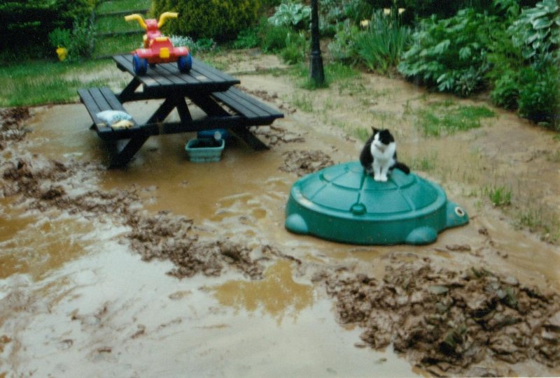 Our yard upon return home - flodded with mud - Prissy sitting on our turtle to keep dry