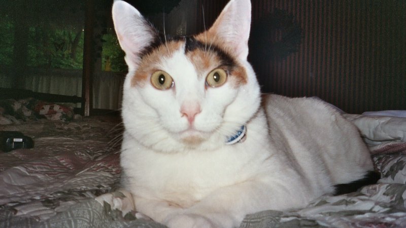 Our cat Callie in 2003