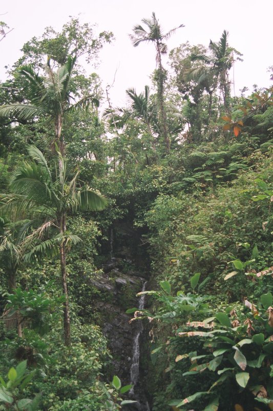 El Junque Rain Forest National Park