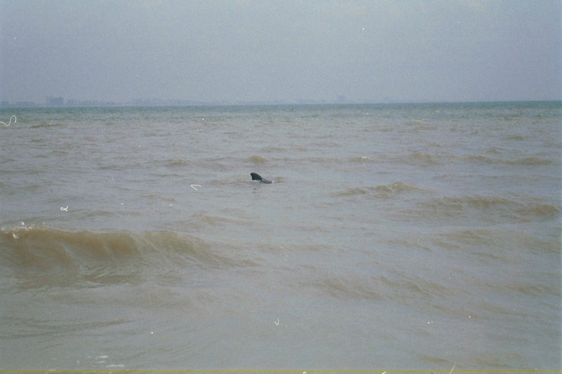 Dolphins at Sanibel Island