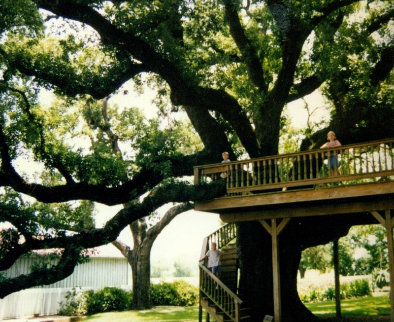 Large oak tree at a ranch on the Brazos River