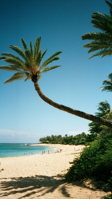 Palm tree over Lanakai Beach