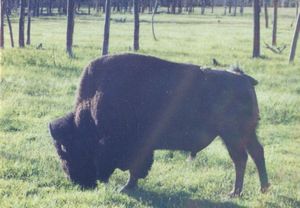 Buffalo in hayden Valley
