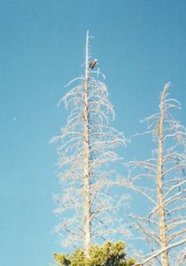 Eagle in a dead tree on the banks of the Snake River