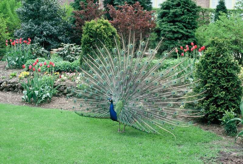 Peacock at Keukenhof