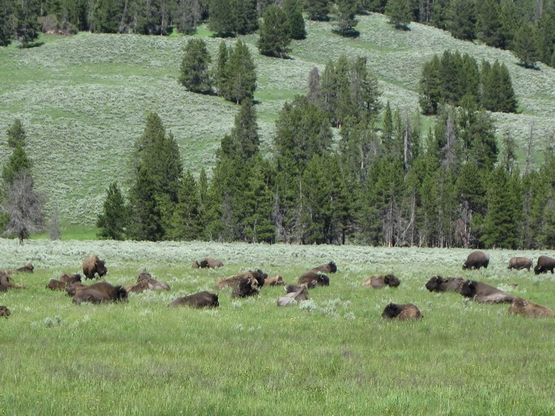 Buffalo herd in Hayden Valley
