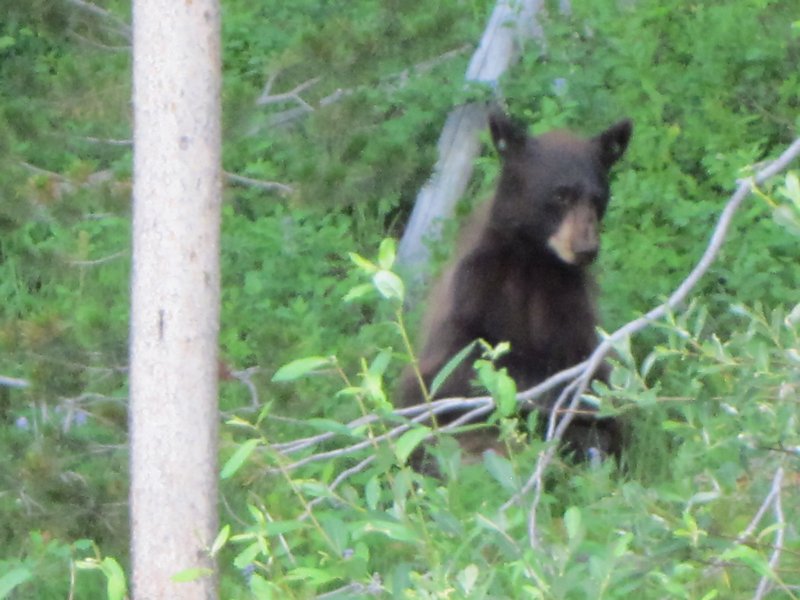 Bear cub at Grand Teton