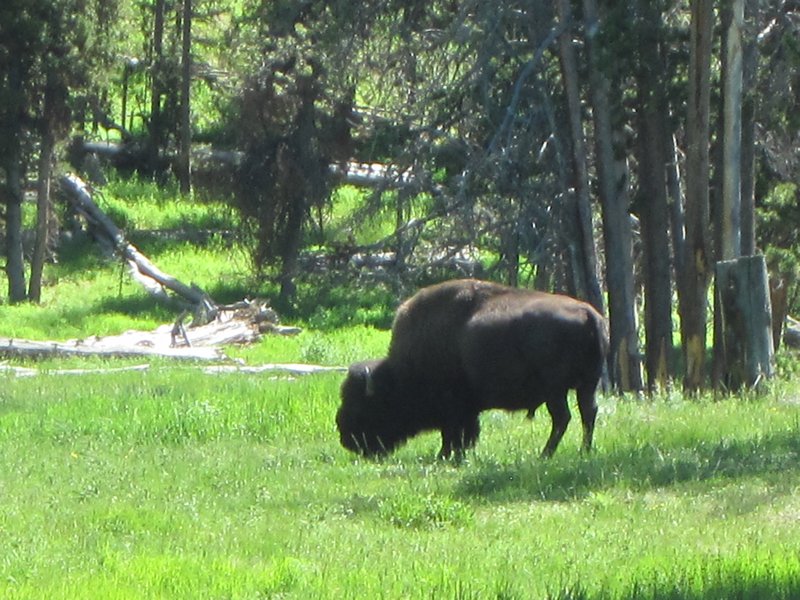 Buffalo on the south rim trail