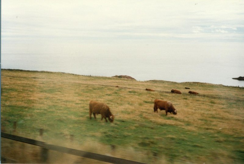 Highland cattle on our way to a radar site in northern Scotland