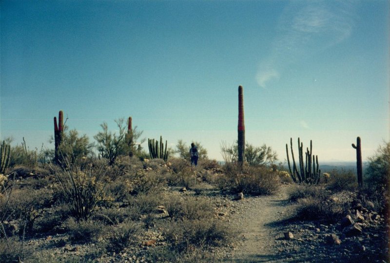Saguaro National Park east of Tucson AZ