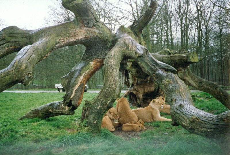 Lions at the Longleat Safari Park