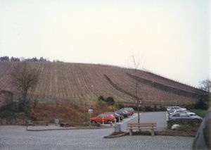 Vineyards along the Mosel River