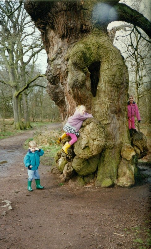 Will, Rosanna, and Tamara climbing a tree at Sherwood Forest