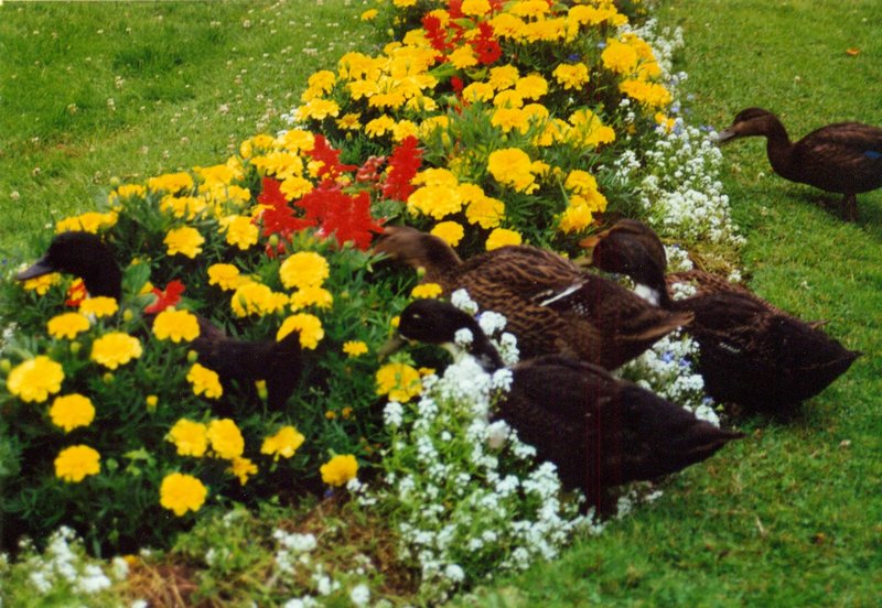 Ducks enjoying the flowers in a Halifax park