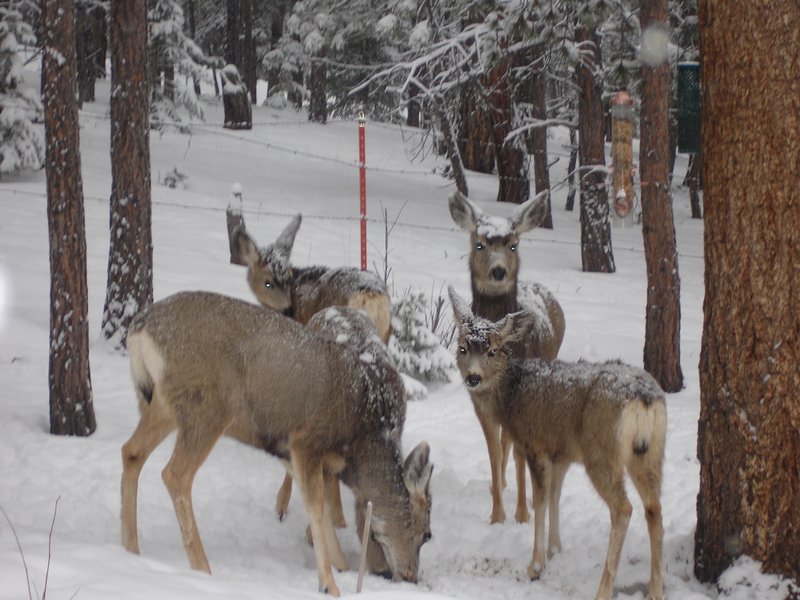 Herd of mule deer feeding outside our kitchen window