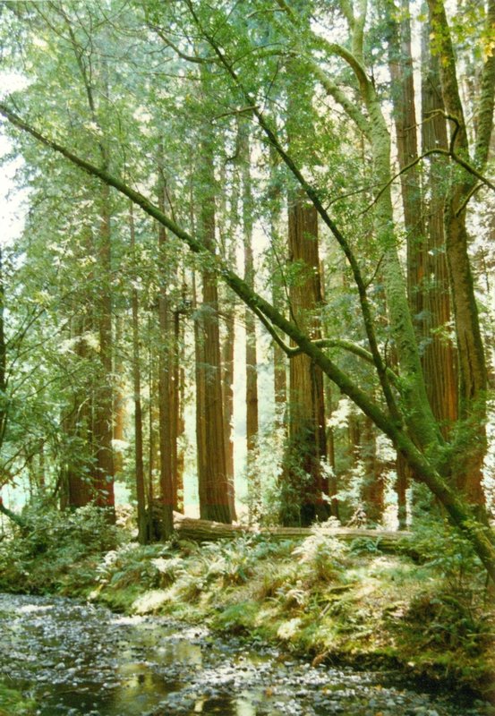 Redwoods at Pfeiffer State Park