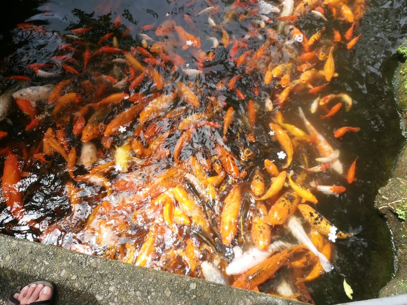 14 Koi in the Valley of the Temples