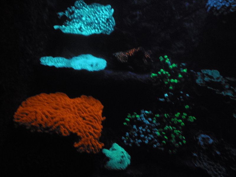 135 Phosphorescent coral in Noumea Aquarium
