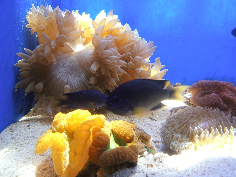 139 Coral in Noumea Aquarium