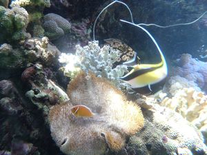 134 Aquarium in Noumea