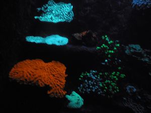 135 Phosphorescent coral in Noumea Aquarium
