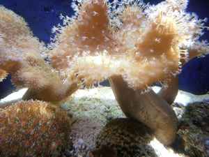 140 Coral in Noumea Aquarium