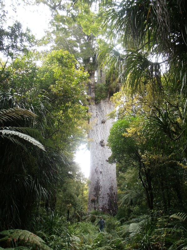 Waipoua Forest and Tane Pahuta, the oldest, largest kauri tree in New Zealand