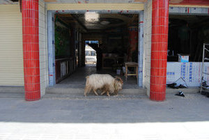 Overseas Tibetan Hotel under renovation with sheep