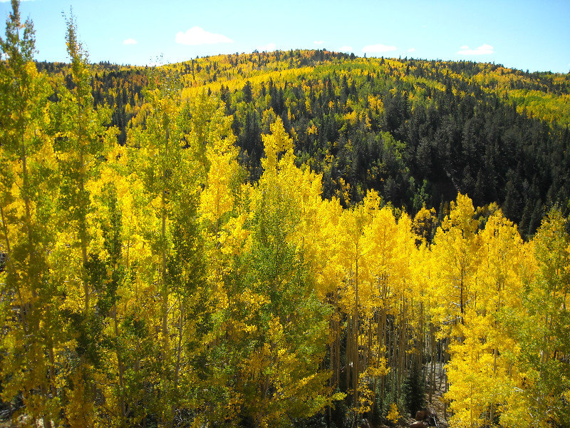 The golden aspens covering the mountains 