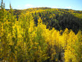 The golden aspens covering the mountains 