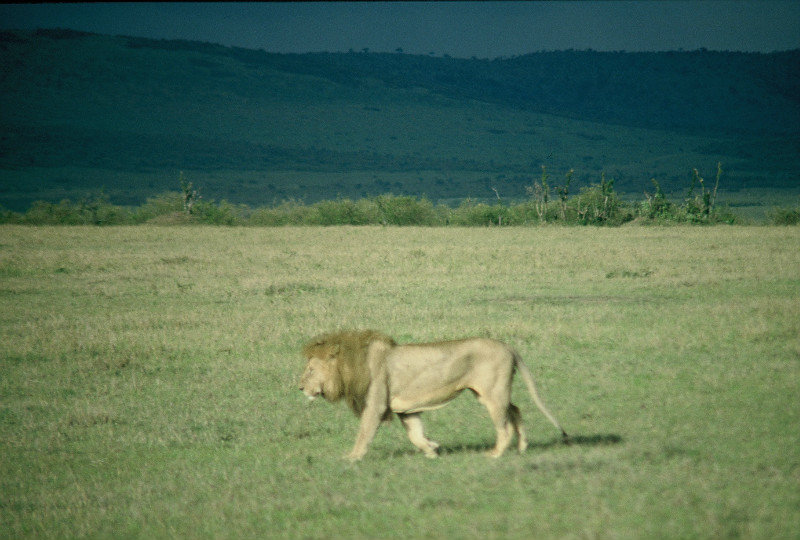 Kenya - Lion with approaching storm