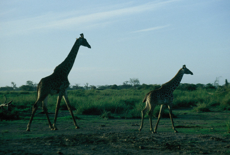 Kenya - fleeing giraffes
