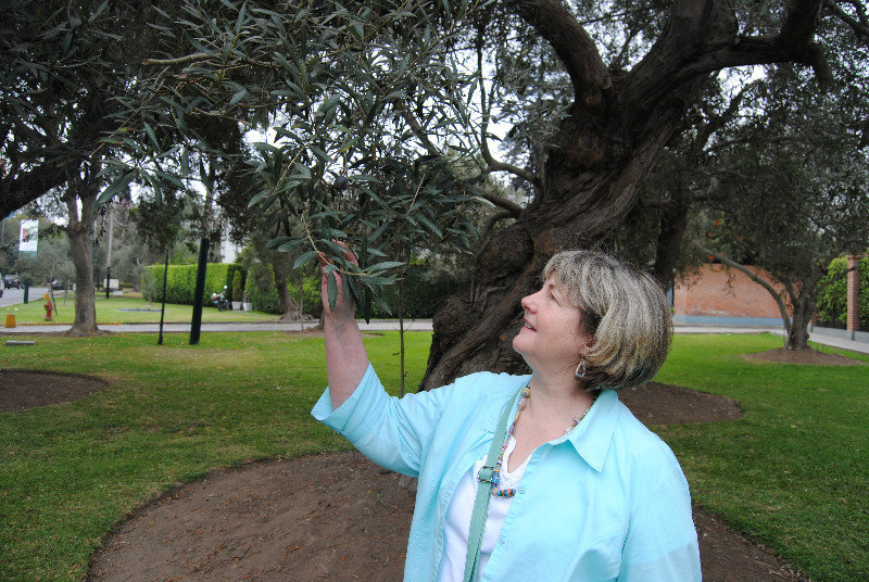 Linda checking if the olives are ripe