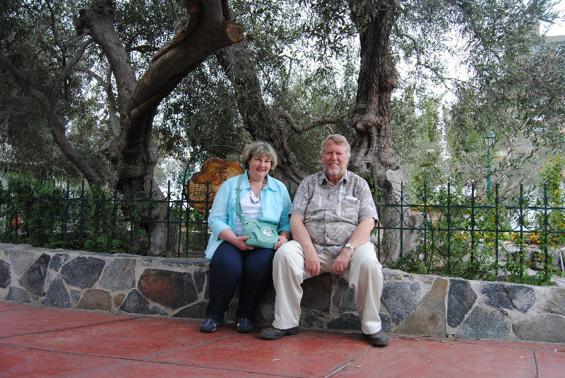 Linda and Bob in front of the olive tree...