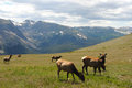 Rocky Mountain NP: Elk herd in the high meadows