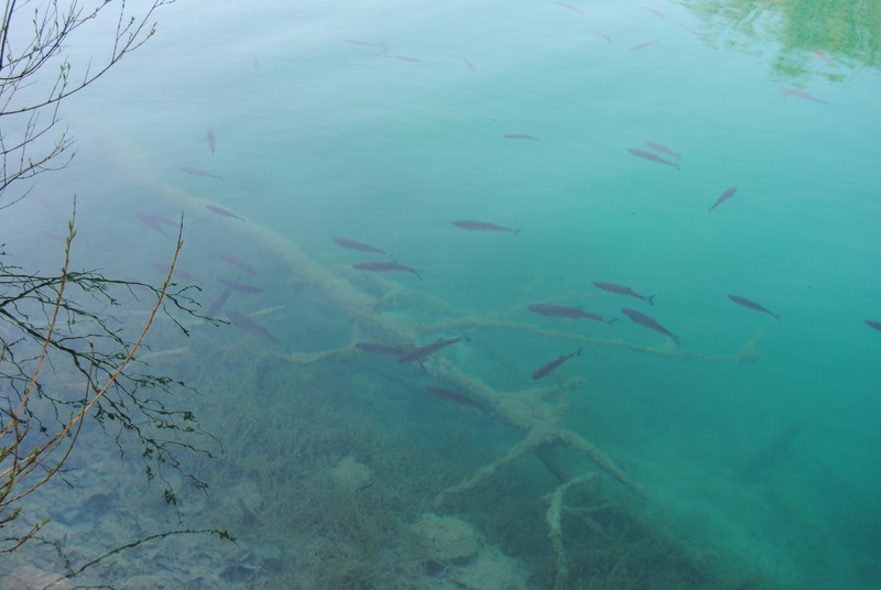 View of the clear water with fish at the Lower Lakes at Plitvici Lakes National Park