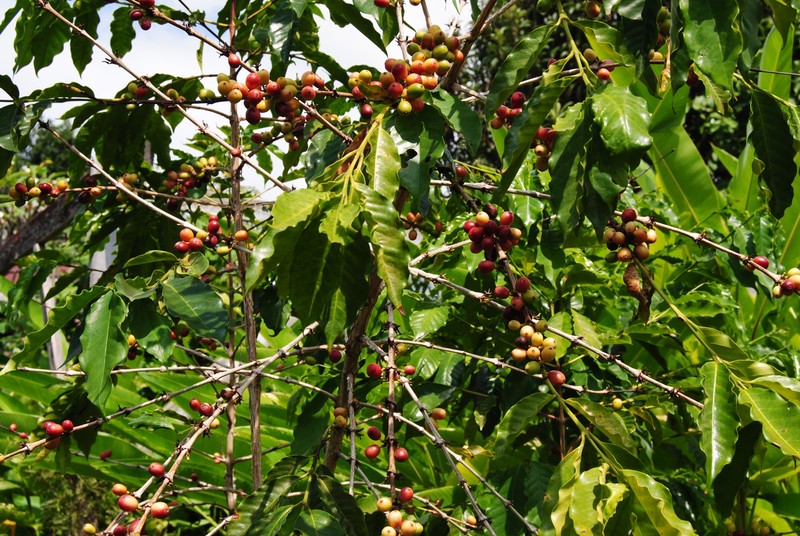 Coffee beans at the Greenwell Farm