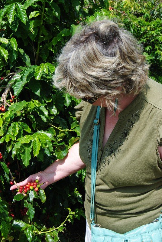 Linda examining coffee beans at the Greenwell Farm