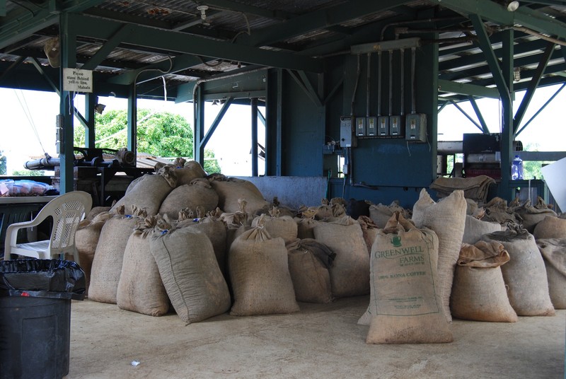 Coffee beans ready for processing at the Greenwell Farm