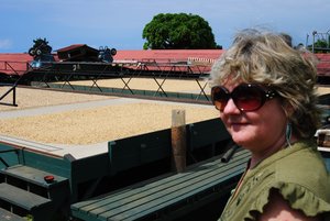 Linda watching coffee beans drying at the Greenwell Farm
