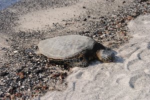 Sea turtle at Kaloko-Honokuhau National Historic Park