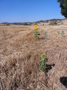 A lone sunflower along the Camino