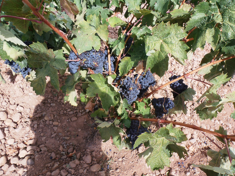 More vineyards - the source of Rioja wine