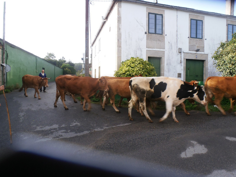 Cows along the Camino on their way to pasture
