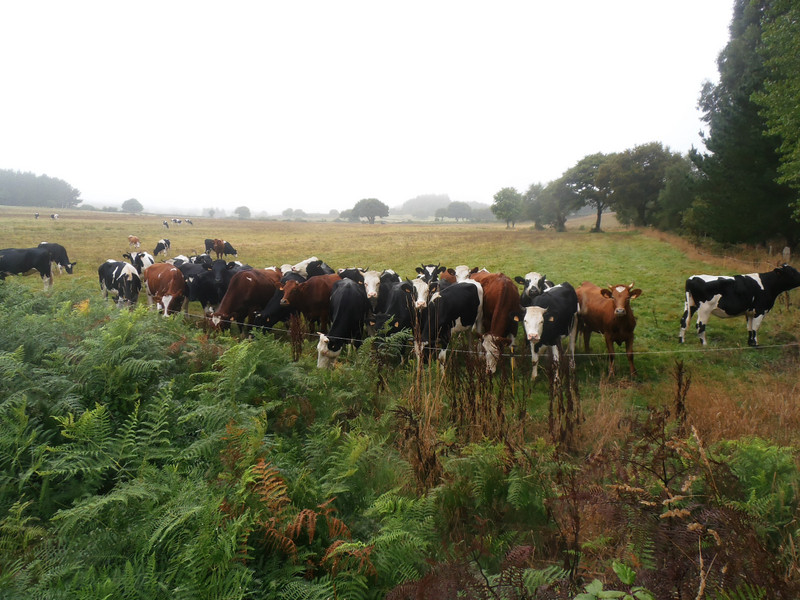 Cows on the Camino lined up at the fence after I called them