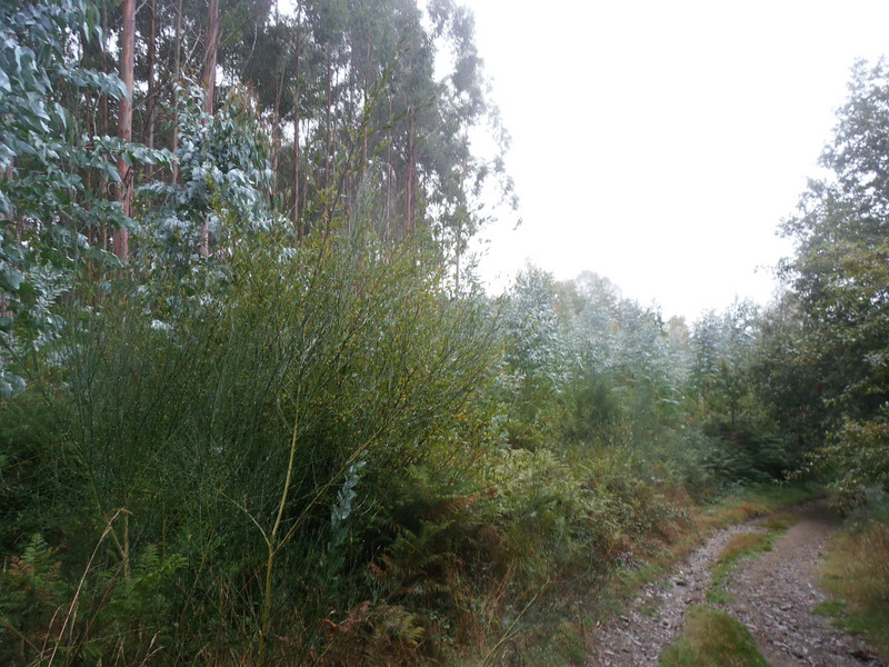 Eucalyptus forest along the Camino
