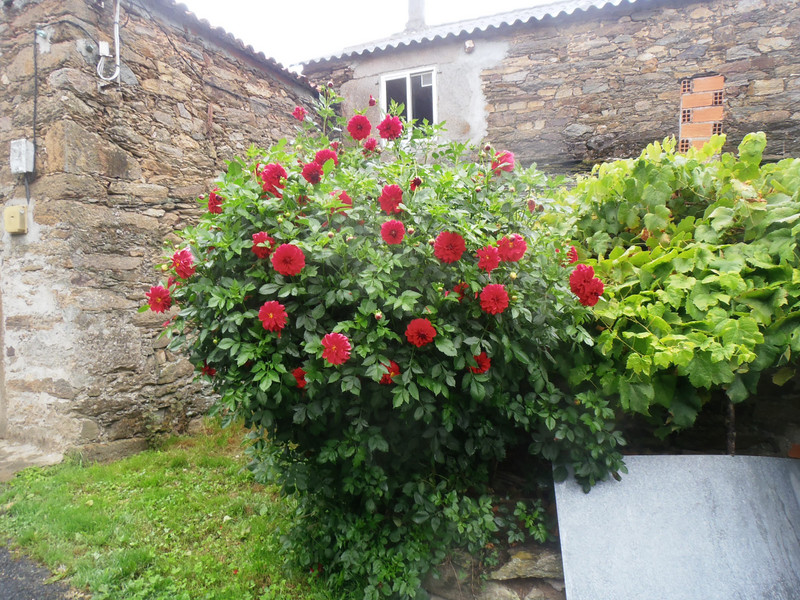 Flowers along the Camino