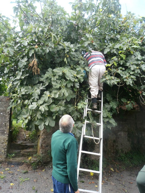 Farmers harvesting figs